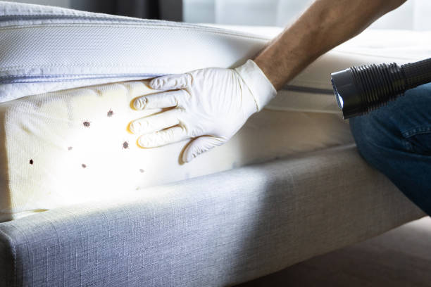 Best Pest Control Near Me  in Mayflower Village, CA