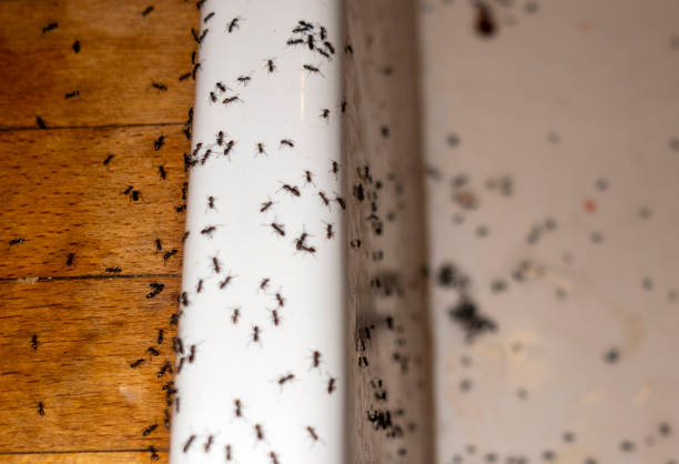 Best Mosquito Control Services  in Mayflower Village, CA