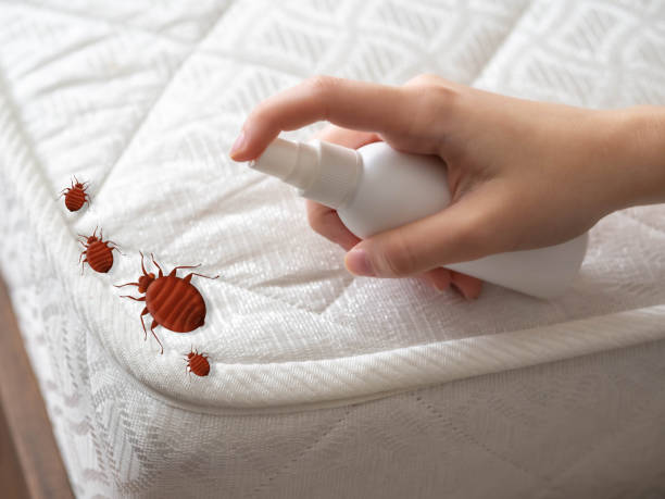 Best Spider Control Near Me  in Mayflower Village, CA