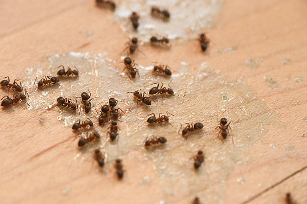 Best Pest Prevention Services  in Mayflower Village, CA