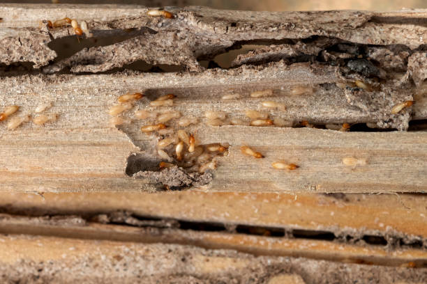 Best Pest Control Near Me  in Mayflower Village, CA