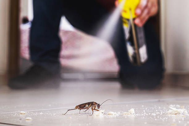 Best Wasp Removal Services  in Mayflower Village, CA